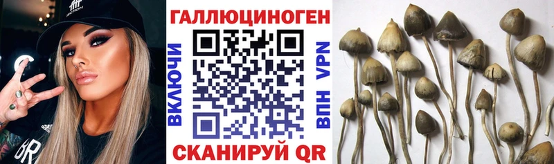 KRAKEN ссылки  купить наркотик  Лабинск  Псилоцибиновые грибы Psilocybine cubensis 